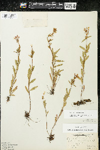Oenothera perennis image