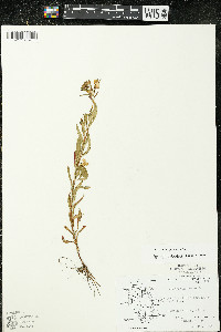 Oenothera perennis image