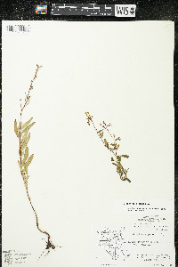 Oenothera perennis image