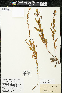 Oenothera perennis image