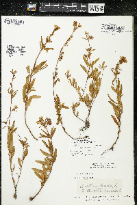 Oenothera perennis image