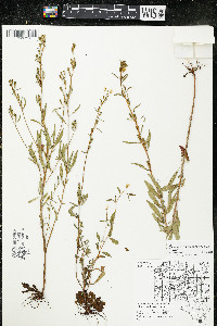 Oenothera perennis image