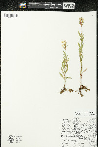 Oenothera perennis image