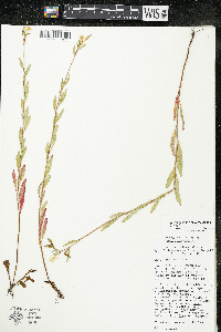 Oenothera perennis image