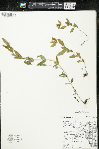 Oenothera perennis image