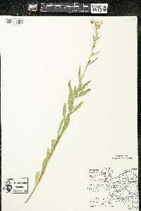 Oenothera perennis image