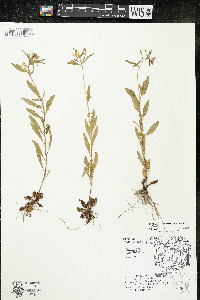 Oenothera perennis image