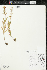 Oenothera perennis image