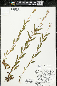 Oenothera perennis image