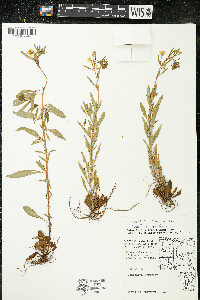 Oenothera perennis image