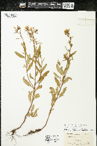 Oenothera perennis image