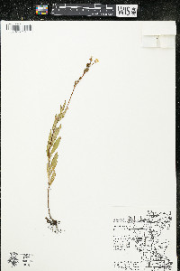 Oenothera perennis image