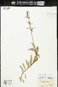 Oenothera perennis image