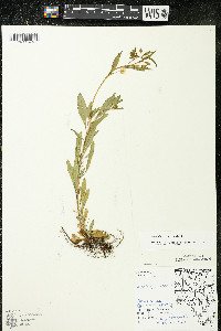 Oenothera perennis image