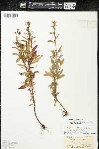 Oenothera perennis image