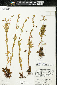 Oenothera perennis image