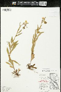 Oenothera perennis image