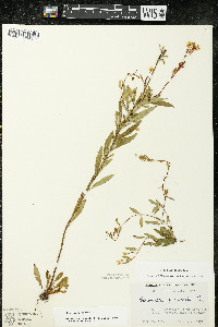 Oenothera perennis image