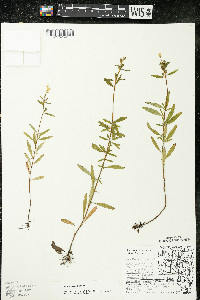 Oenothera perennis image