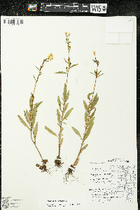Oenothera perennis image