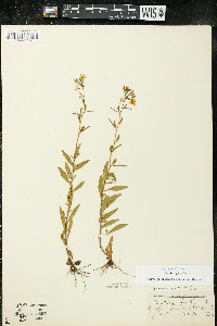 Oenothera perennis image