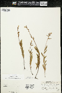 Oenothera perennis image