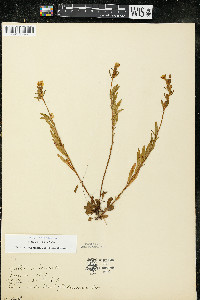 Oenothera perennis image