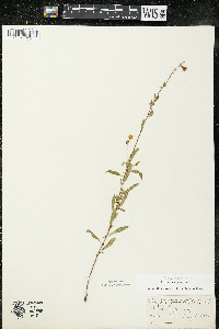 Oenothera perennis image