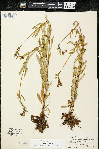 Oenothera perennis image