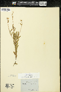 Oenothera perennis image