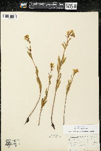 Oenothera perennis image