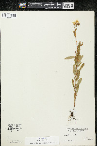 Oenothera perennis image