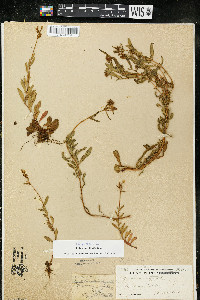 Oenothera perennis image