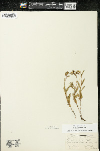 Oenothera perennis image