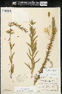 Oenothera rhombipetala image