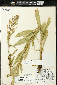 Oenothera villosa image