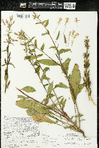 Oenothera villosa subsp. strigosa image