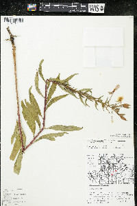 Oenothera villosa image