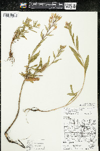 Oenothera villosa subsp. strigosa image