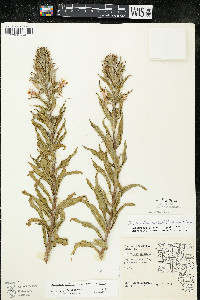 Oenothera villosa image