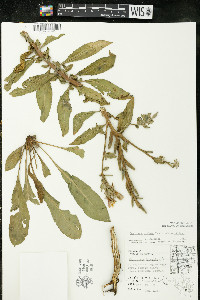 Oenothera villosa image