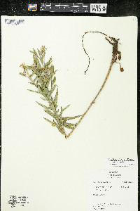 Oenothera villosa image