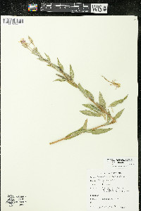 Oenothera villosa image