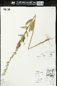 Oenothera villosa subsp. villosa image