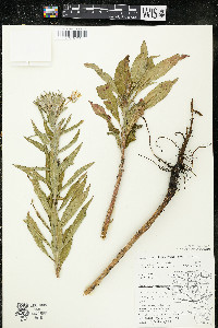 Oenothera villosa subsp. villosa image