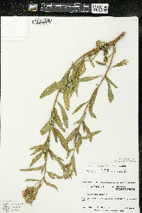 Oenothera villosa image