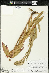 Oenothera villosa subsp. villosa image