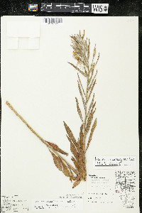 Oenothera villosa image