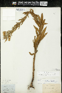 Oenothera villosa image