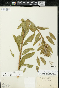 Oenothera villosa image